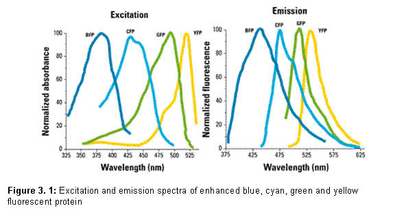Textfeld:   
Figure 3. 5: Excitation and emission spectra of enhanced blue, cyan, green and yellow fluorescent protein
