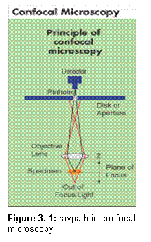 Textfeld:  
Figure 3. 6: raypath in confocal microscopy
