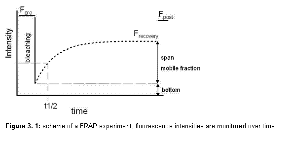 Textfeld:  
Figure 3. 9: scheme of a FRAP experiment, fluorescence intensities are monitored over time

