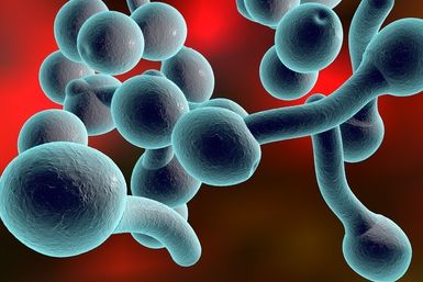 Candida albicans