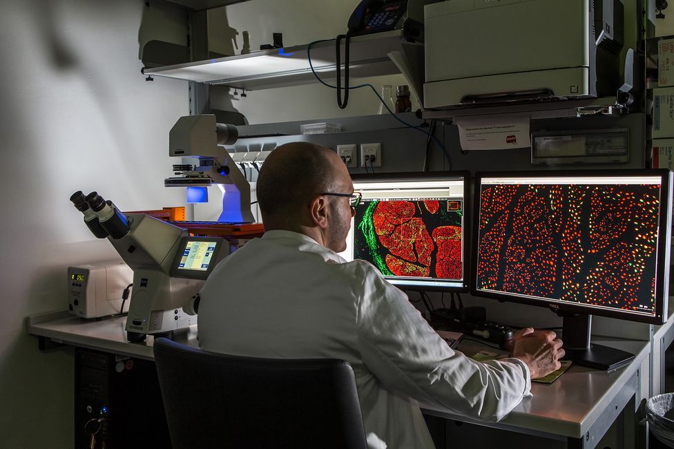 Medizinische Forschung | Mikroskopie | © MedUni Wien, Christian Houdek