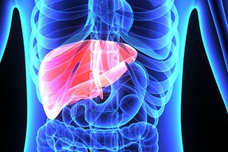 Anatomische Darstellung einer Leber