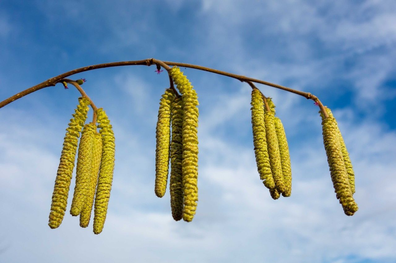 (c) Pollenservice Wien/MedUni Wien