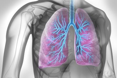 [] Menschliche Lunge