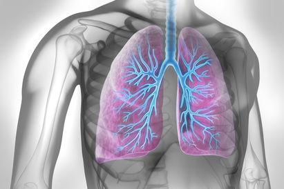 Anatomische Darstellung einer Lunge