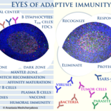 Fluorescence lifetime imaging of brain tumors_David Reichert