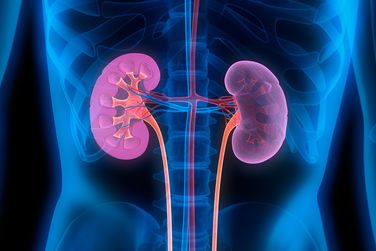 Die menschlichen Nieren