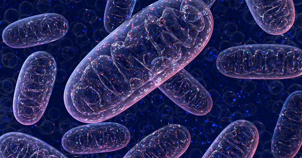 Steuerung eines Schutzmechanismus der Mitochondrien identifiziert
