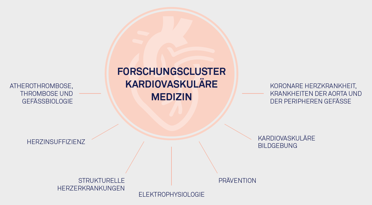 Forschungscluster Kardiovaskuläre Medizin