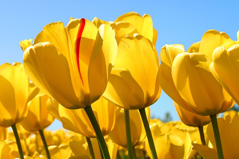 gelbe Tulpen