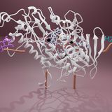 The sweet side of the enzyme pyranose oxidase_Anja Kostelac