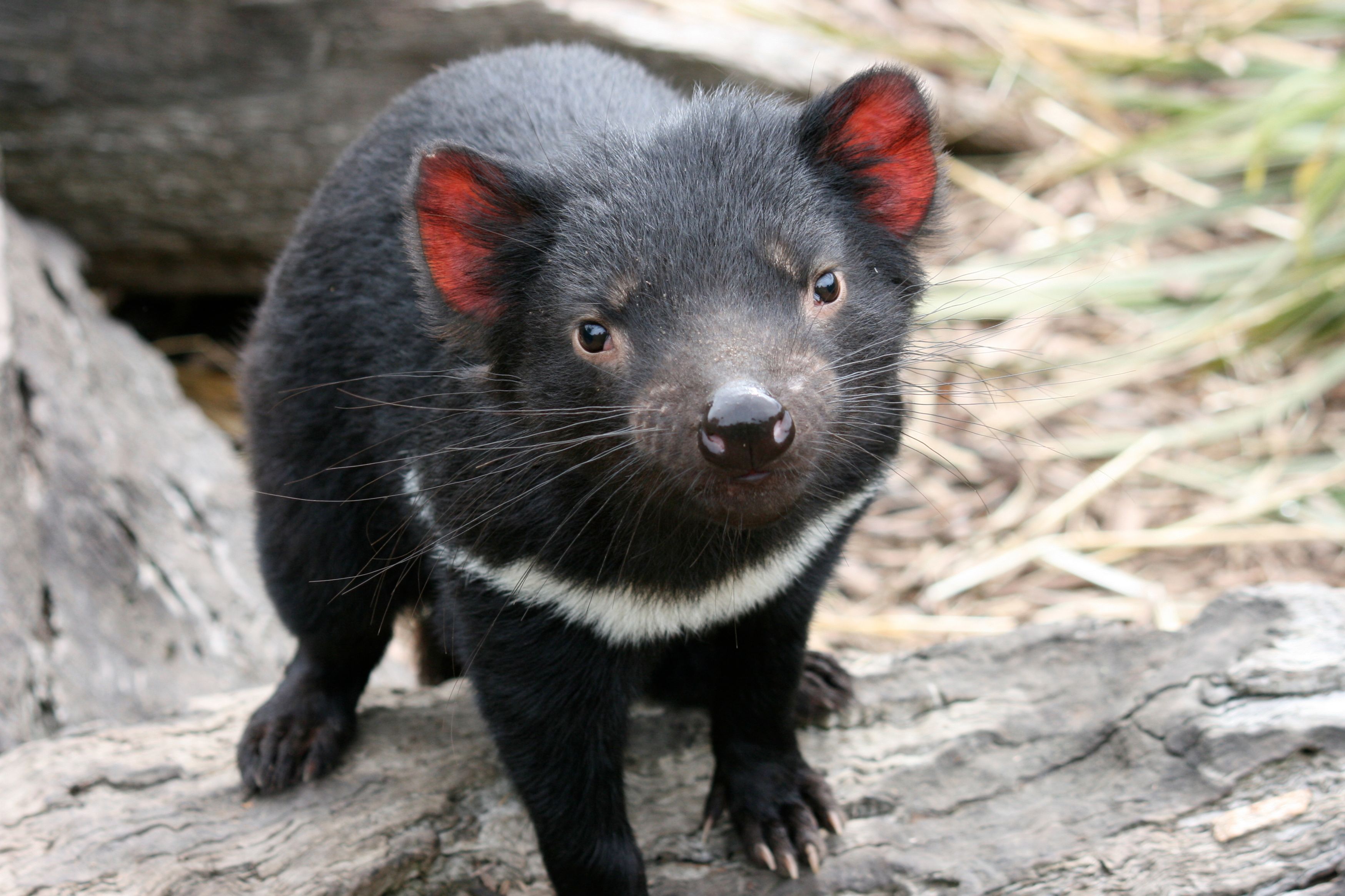 (c) 2019 Tom Reeves Photo/Shutterstock