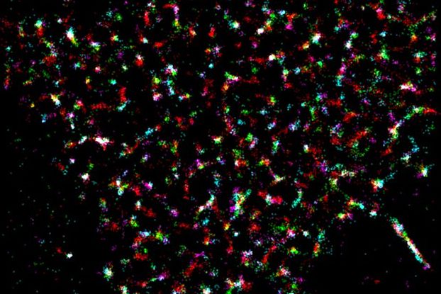 Nanostruktur des Schlüsselmoleküls Lck in menschlichen T-Zellen