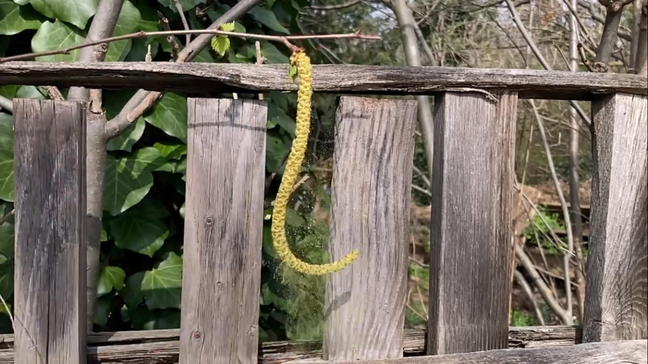 Video eines stäubenden Birkenkätzchens