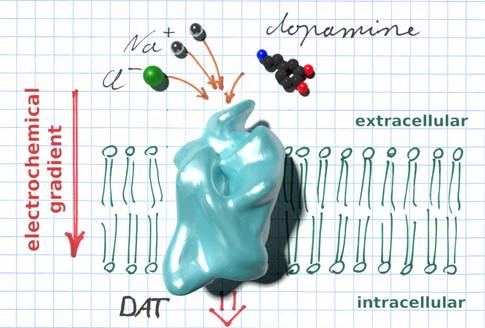 Schematic drawing dopamine transport