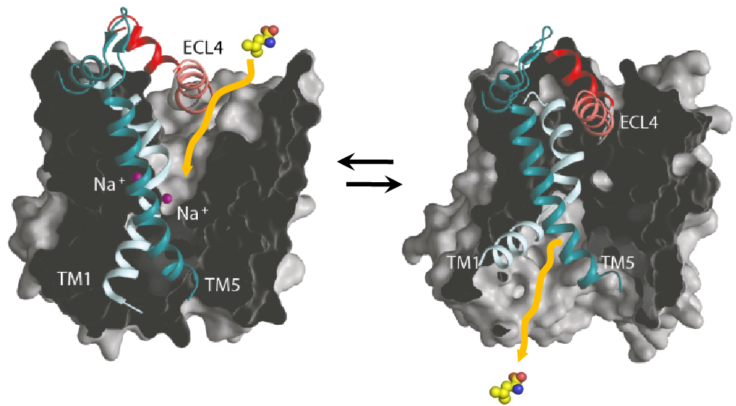 Figure conformational change neurotransmitter transporter