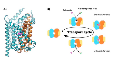 Schematic drawing transport cycle membrane transporter