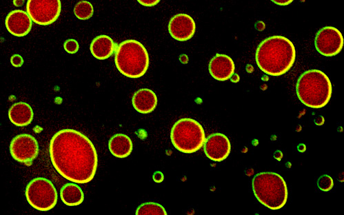 (c) Max Perutz Labs/Gallego (c) Max Perutz Labs/Gallego
